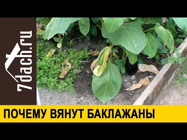  Почему вянут баклажаны и что с этим делать - 7 дач