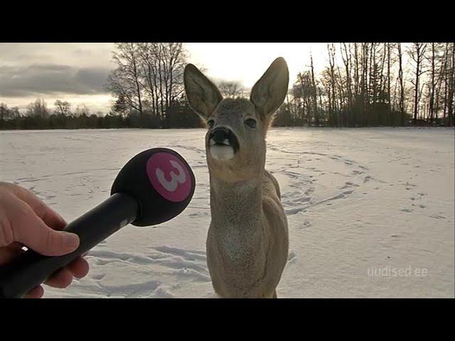 Deer interview (original)