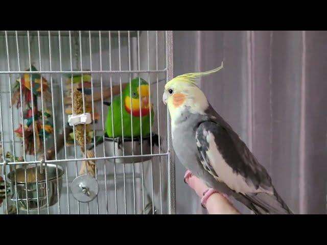 Before Bedtime: Cockatiel and Superb Parrot's Cute Conversation