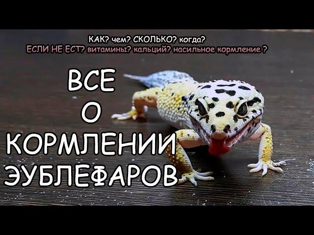 КАК ПРАВИЛЬНО КОРМИТЬ ЭУБЛЕФАРОВ. ВСЕ О КОРМЛЕНИИ