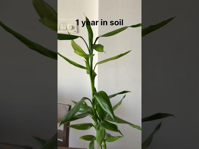 Lucky bamboo plant in water and soil difference| growing bamboo in water and soil #shorts #bamboo