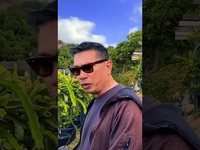 When to fertilize your Dragon Fruit? / Bud and Bloom