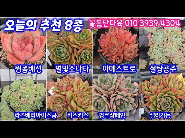 24.12.26 별빛소나타 원종베션 라즈베리아이스금 아메스트로 설탕공주 키스키스 핑크샴페인  매금장미 에오니움들 꽃동산다육 010 3939 4304 전국택배가능 유료광고포함