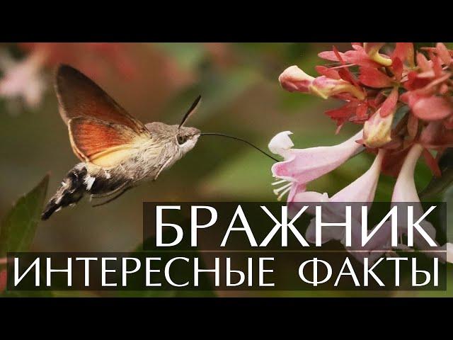 Бражник - интересные факты