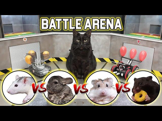 BATTLE of RC CARS - CAT / HAMSTER / RAT / CHINCHILLA