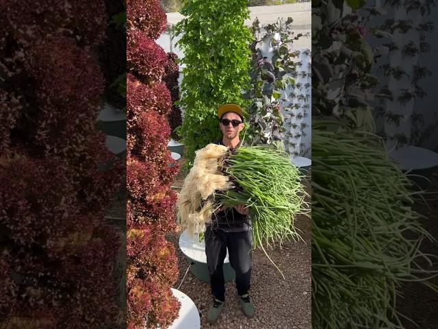 Vertical farming with 220 green onions on one aeroponic tower. #verticalfarming #greenonion #farming