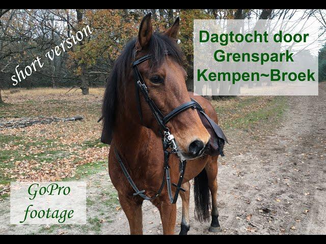 Dagtocht te paard Grenspark Kempen~Broek | unieke GoPro beelden | Korte versie