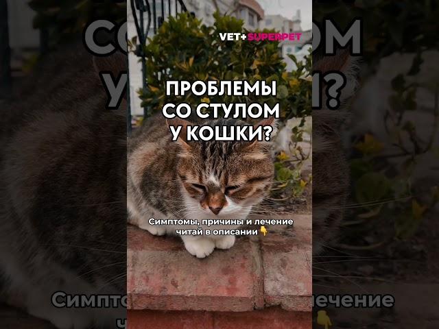 КРОВЬ В КАЛЕ У КОШКИ, ЧТО ДЕЛАТЬ?