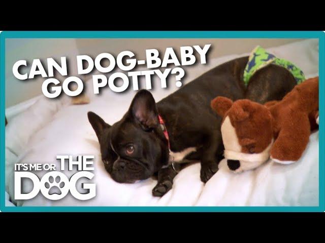 Diaper-Wearing Frenchie Needs to Grow Up! | It's Me or the Dog