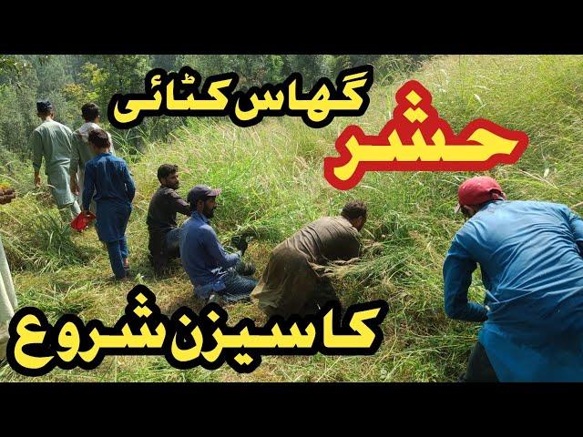 Grass cutting in tanawal district  mansehra hazara | Tanoli culture | grass cutting party  #tanoli