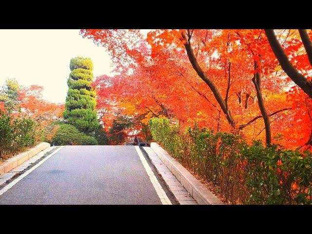 Korea University Campus 고려대학교 |Colorful Autumn | full video on November 16, 2020.