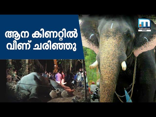 Elephant Falls Into Well, Dies In Cherpulassery | Mathrubhumi News