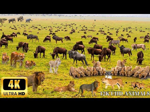 4K African Animals： Tsavo West National Park - Scenic Wildlife Film With Calming Music