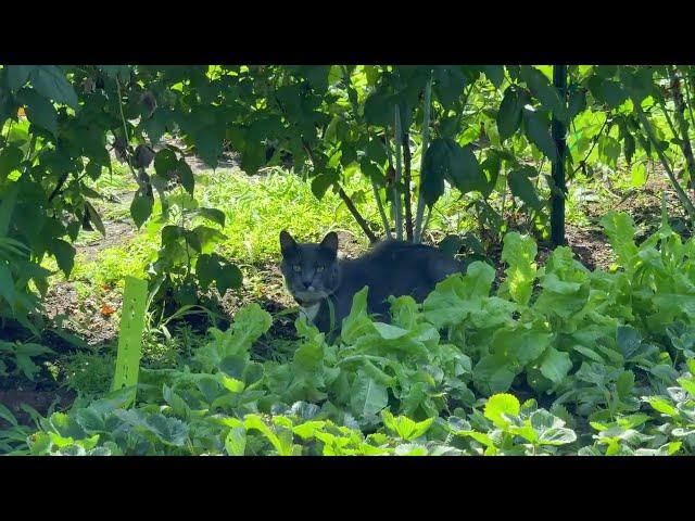 It's Raspberry Time! And Dealing with Quack Grass, Garden Update June 2024