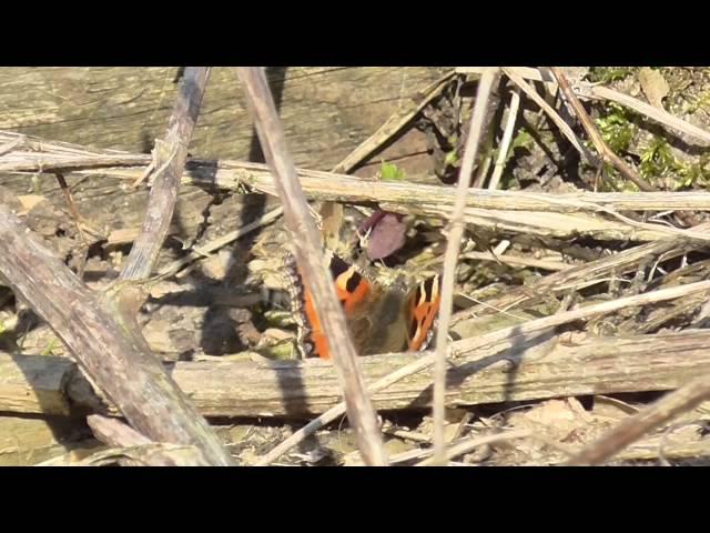 Small Tortoiseshell butterfly // fluttering around a Stinging Nettle bed
