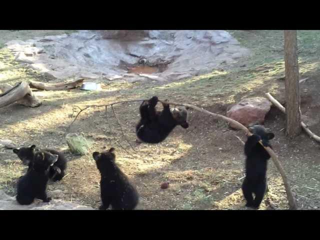 Bear Cubs Playing