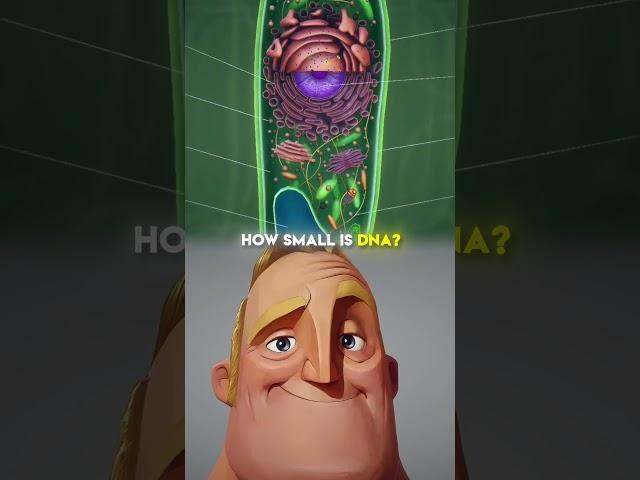 How Small is DNA | A Journey to Its Real Size
