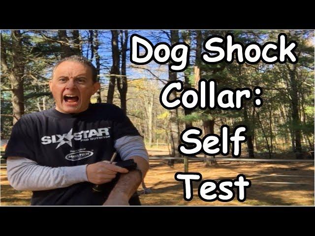 Invisible Fence Shock Collar Test