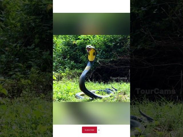 King Cobra found in the forest nearby the village #amazon #snake #tourcam #animals #anaconda