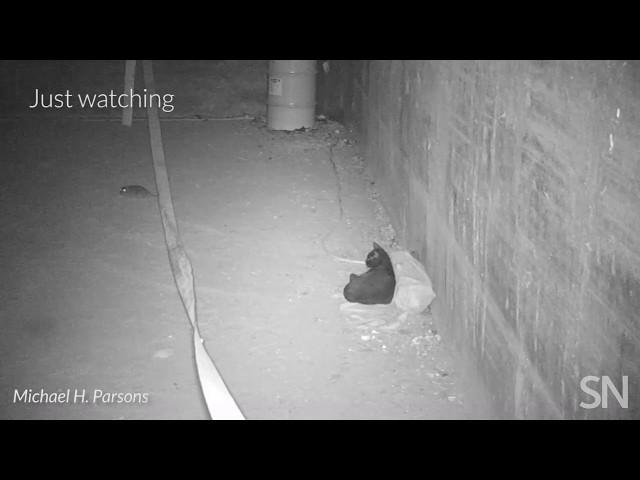 Here’s what happens when streetwise cats meet NYC rats | Science News