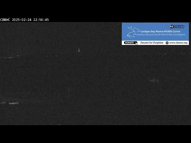 CBMWC Dolphin Watch Live: 2025-02-24