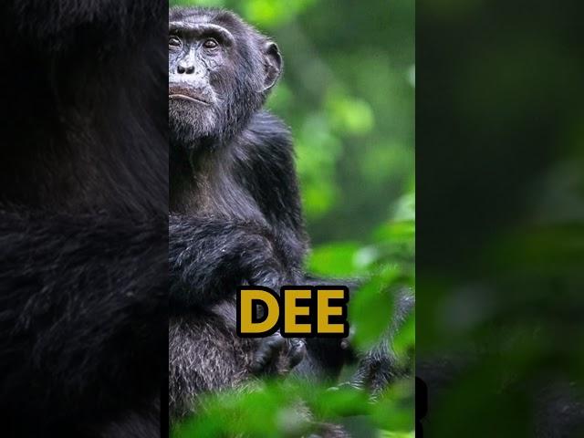 Clash of the Primates: The Intense Gombe Chimpanzee War