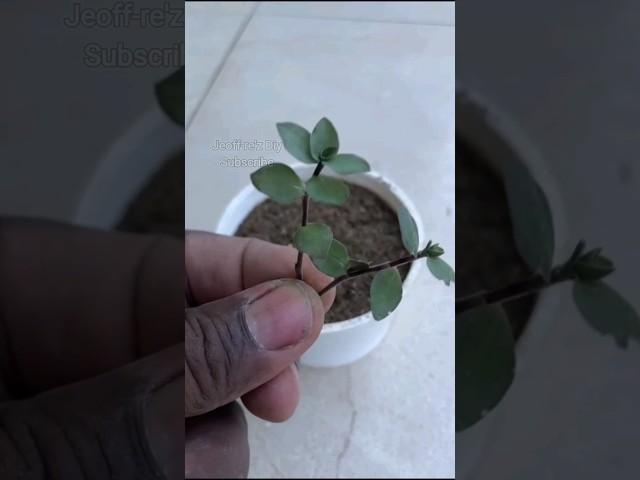 A simple way to extract plant cuttings #shorts #plants