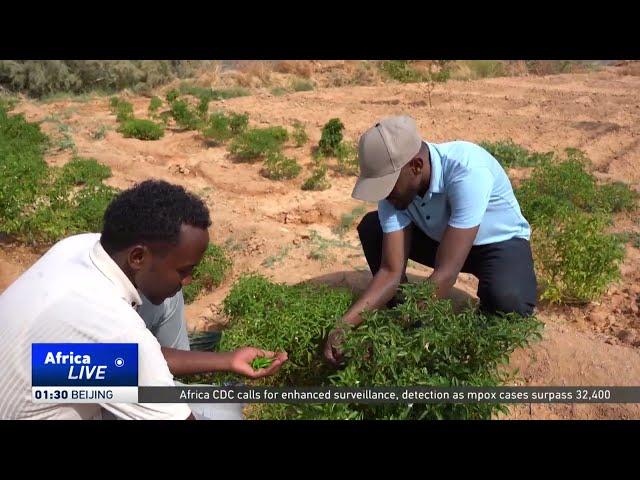 Farmers in Puntland reap rewards from green initiatives