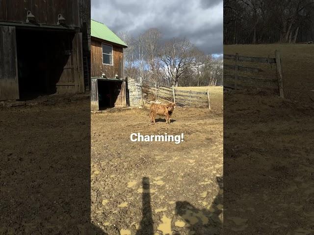  ️ Welcome to the Farm! #farmlife #cute #highland #steer