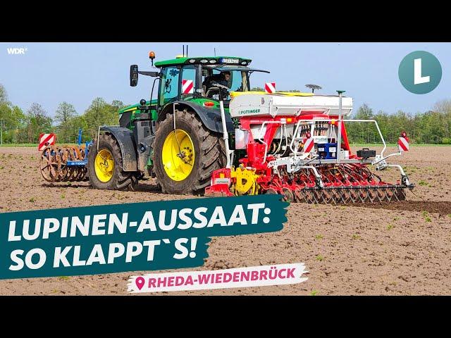 Aussaat weiße Lupinen bei @HofVogelsang  | WDR Lokalzeit Land.Schafft.