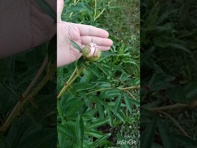 В Подмосковье снова дождь  #дача #дождь #пион #цветы #garden