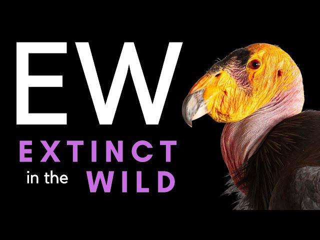 Only Found in Captivity - 20 Species that Have Gone Extinct in the Wild