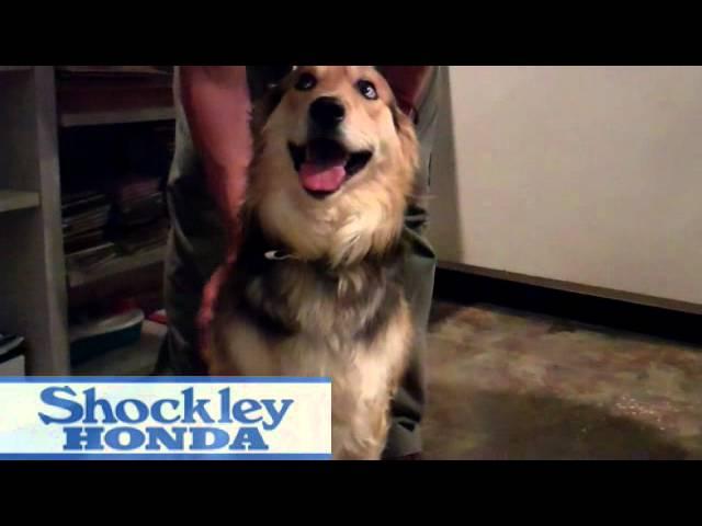 WFRE and Shockley Honda's Pet of the week