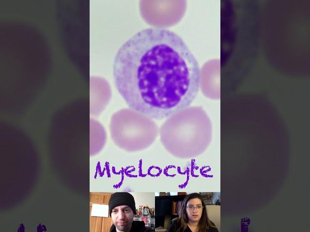 Myelocyte Morphological Characteristics