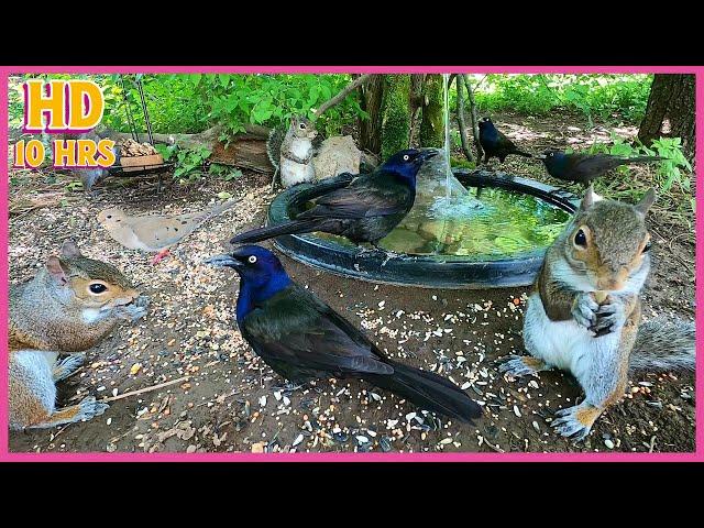 ️️Birds & Squirrels [NO MID-ROLL ADS] 10 Hour - Cat & Dog TV | Entertain Your Pets ️