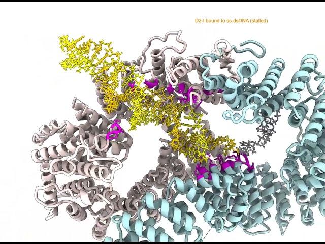 FANCD2-FANCI complex clamping to DNA in order to repair it