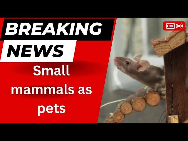 Small mammals as pets 1