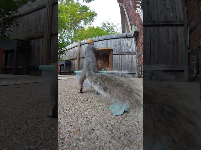 [2K] Squirrel enjoys snack from new feeder configuration!  #squirrel #eatingnuts #cute #wildlife