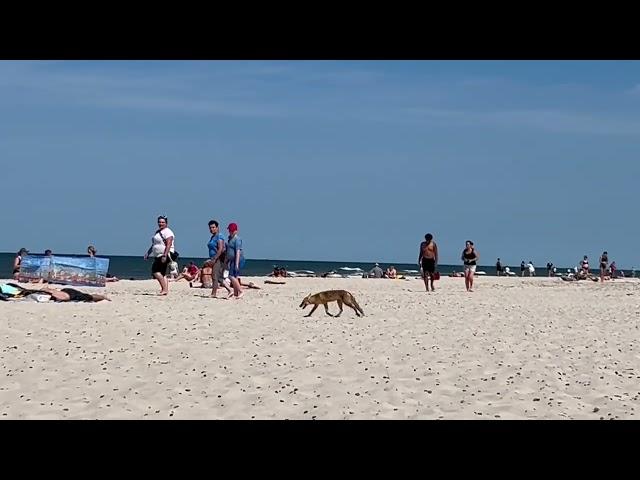 Lis zdobywa łupy na plaży