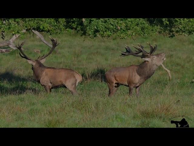 Red Deer  -  Rut 2023