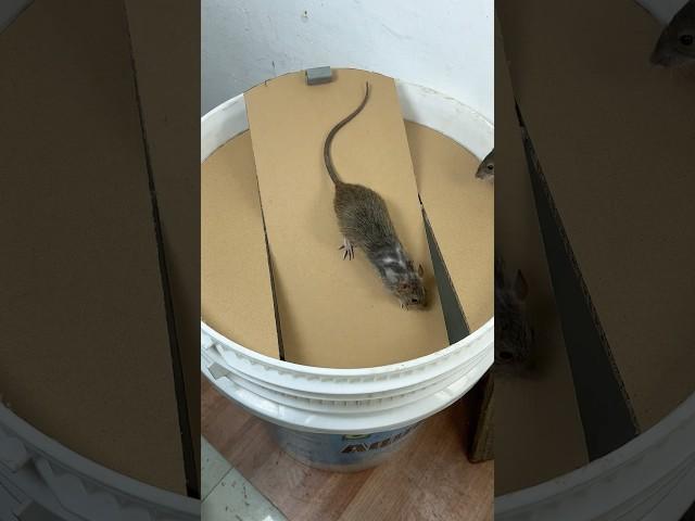 Homemade trap | DIY cut cardboard to create the best mouse trap in the world #rat #rattrap