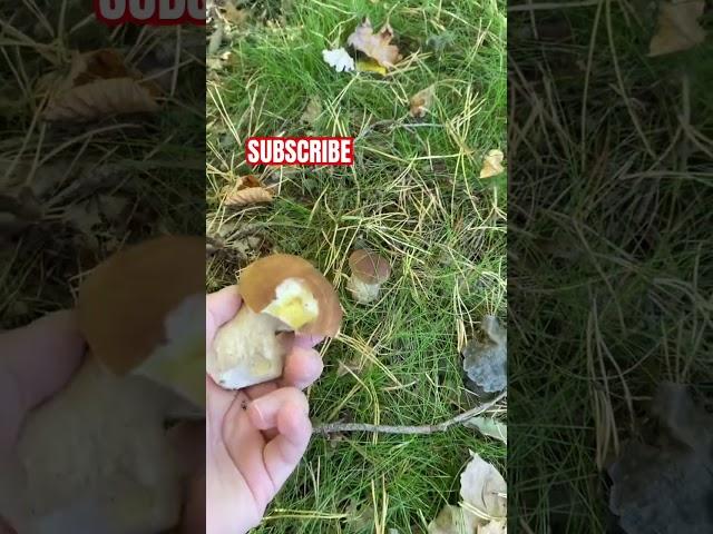 Grzybobranie 2024! #grzyby2024 #grzyby #grzybobranie #grzyb #live #forest #mushroom #poland