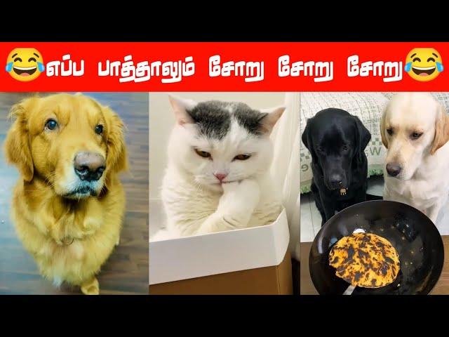 புட்டுக்கு ஏன்  புட்டுனு  பேர் வந்துச்சி???#viral #trending #comedy #funnyanimalvideos