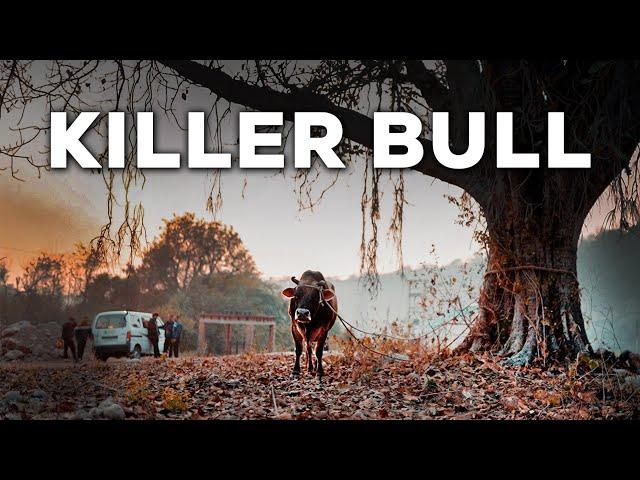 Bull blamed for killing a man | Cow rescue video