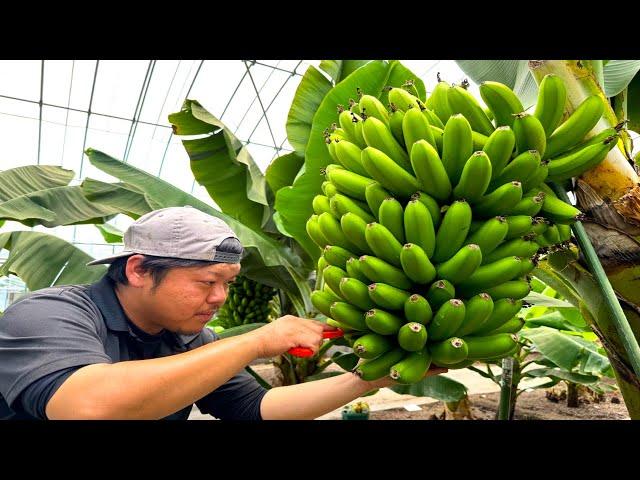 The process of making Japanese bananas that can be eaten with the skin.