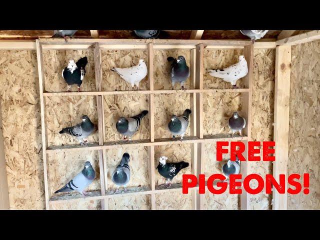 Time To GIVE AWAY Some Pigeons!