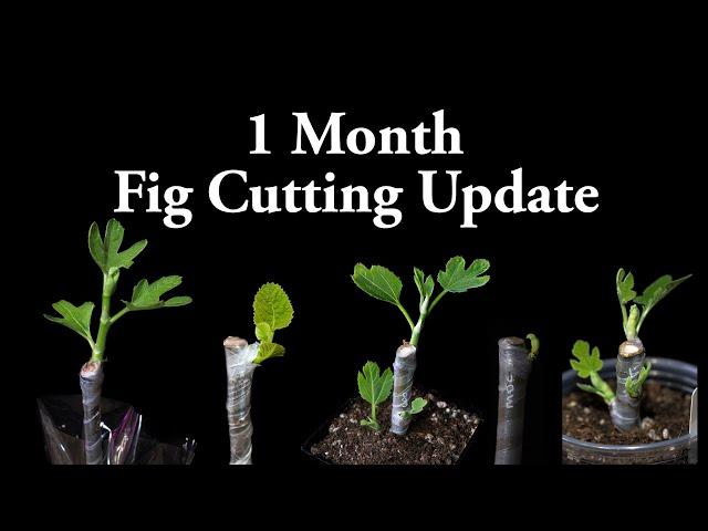 1 Month Fig Cutting Update