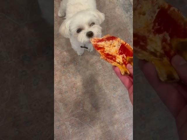 Tony eats Pizza