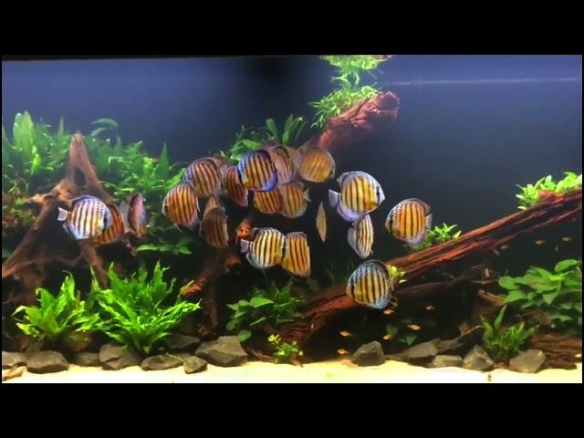 7,000 liter Wild Discus tank made in Belgium