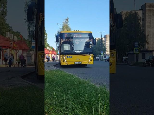 МАЗ-216Большой респект Саше!#maz #automobile #liaz